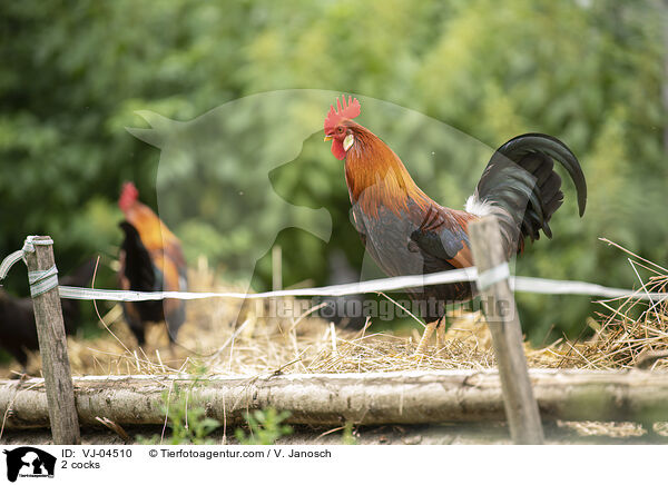 2 Hhne / 2 cocks / VJ-04510
