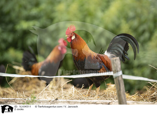 2 Hhne / 2 cocks / VJ-04511