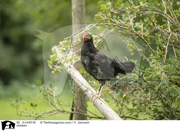 Huhn / chicken / VJ-04516
