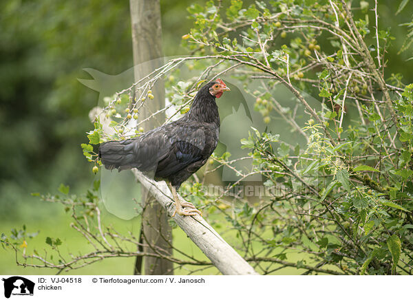 Huhn / chicken / VJ-04518