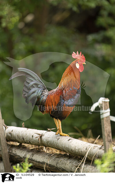 Hahn / cock / VJ-04529