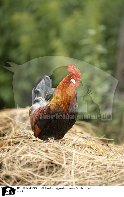 Hahn / cock / VJ-04533