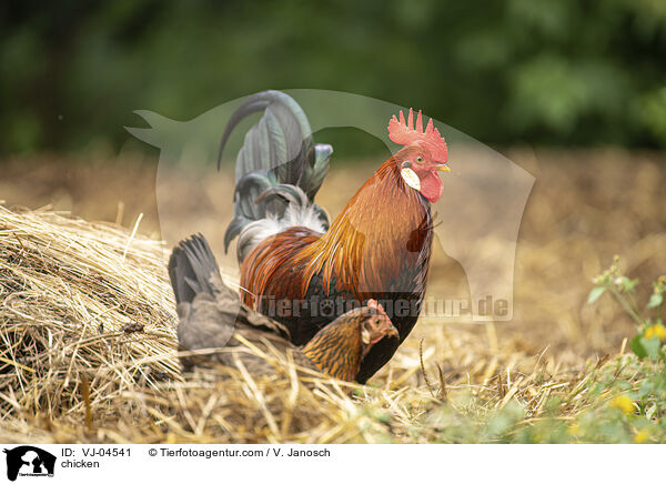 Hhner / chicken / VJ-04541