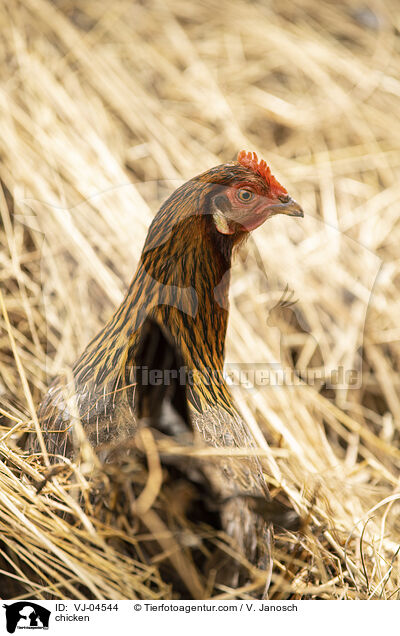 Huhn / chicken / VJ-04544