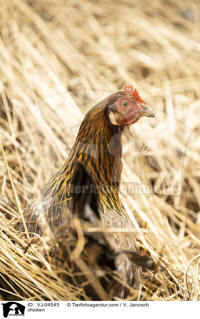 Huhn / chicken / VJ-04545
