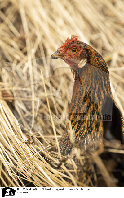 Huhn / chicken / VJ-04546