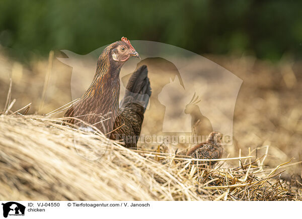 Hhner / chicken / VJ-04550