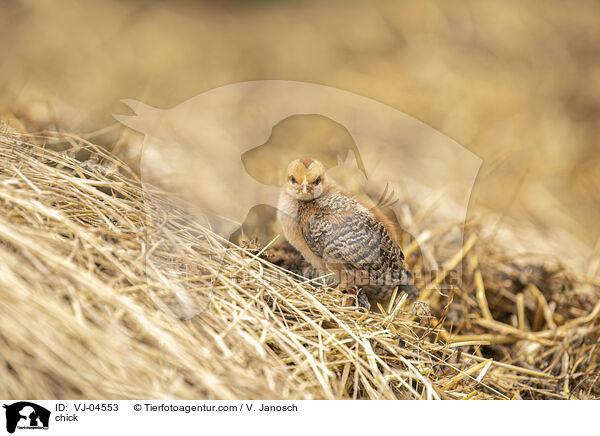 Kken / chick / VJ-04553