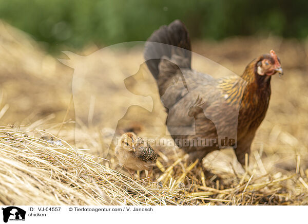 Hhner / chicken / VJ-04557
