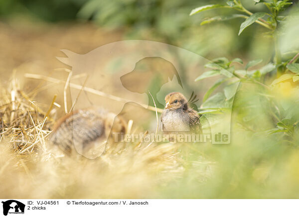 2 Kken / 2 chicks / VJ-04561