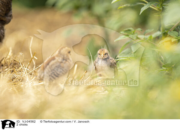 2 Kken / 2 chicks / VJ-04562