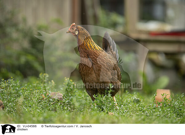 Huhn / chicken / VJ-04566