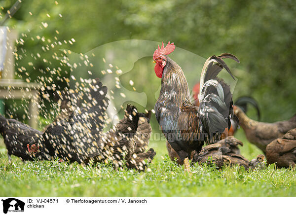 Hhner / chicken / VJ-04571
