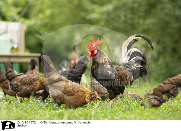 Hhner / chicken / VJ-04572