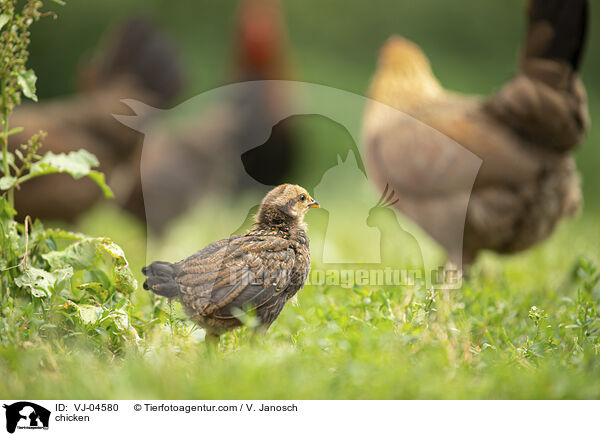 Hhner / chicken / VJ-04580