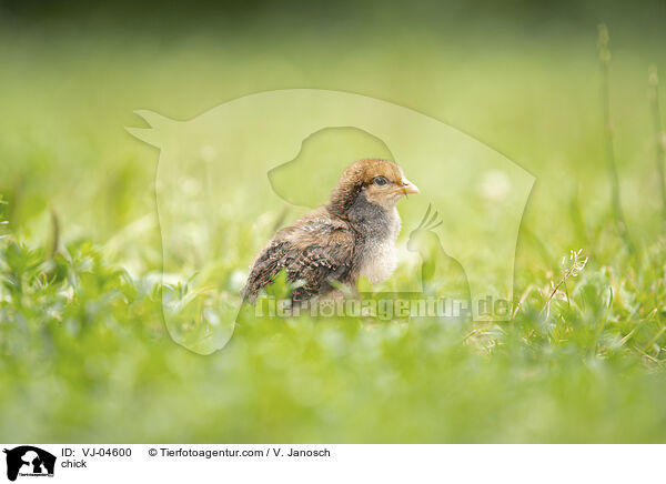 Kken / chick / VJ-04600