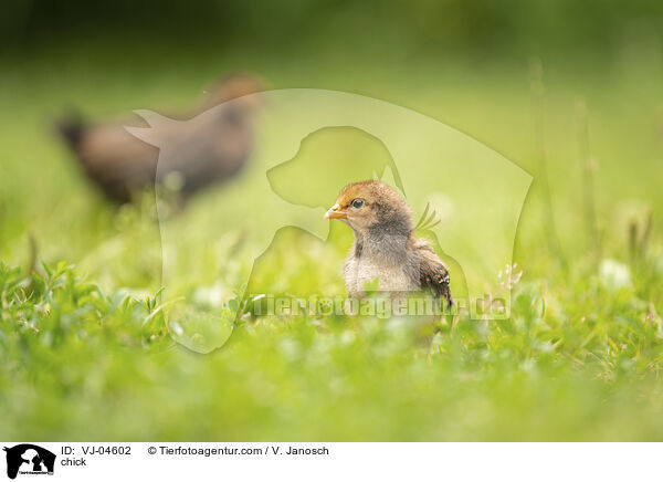 Kken / chick / VJ-04602