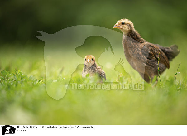 Kken / chicks / VJ-04605