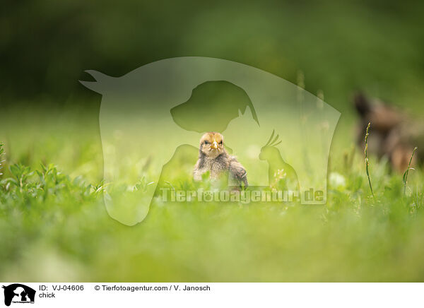 Kken / chick / VJ-04606