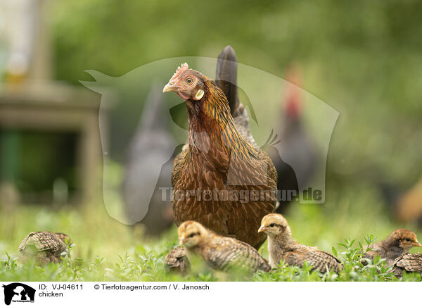 Hhner / chicken / VJ-04611