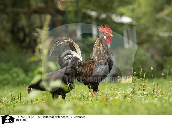 Hhner / chicken / VJ-04613