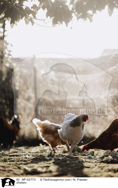 Hhner / chicken / NP-02773