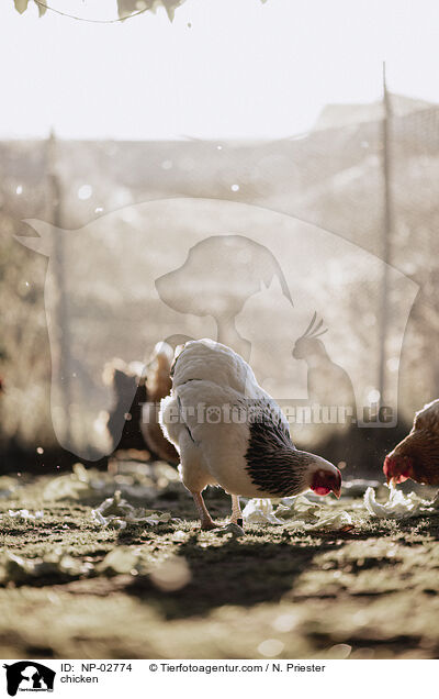 Hhner / chicken / NP-02774