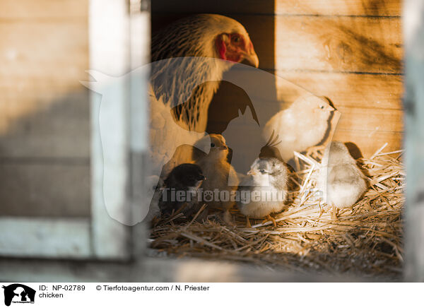 Hhner / chicken / NP-02789