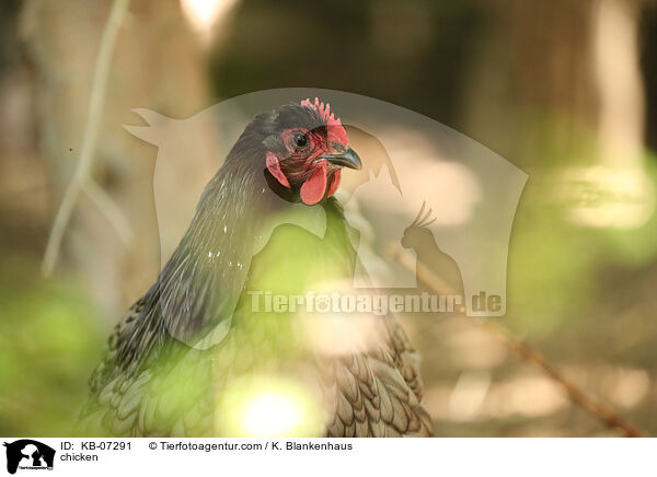 Huhn / chicken / KB-07291