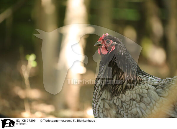 Huhn / chicken / KB-07296