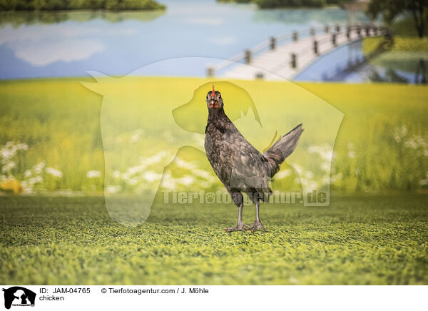 Huhn / chicken / JAM-04765