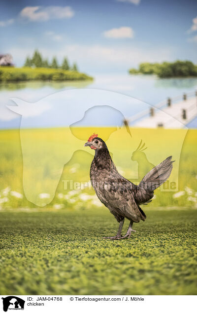 Huhn / chicken / JAM-04768