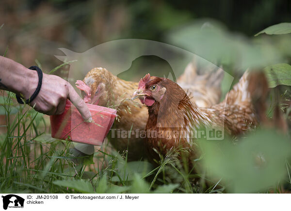 Hhner / chicken / JM-20108
