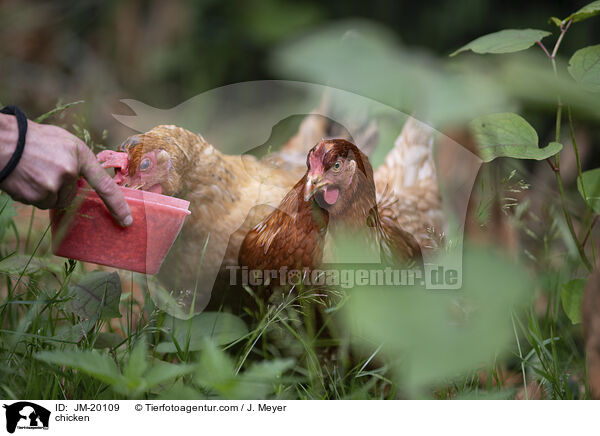 Hhner / chicken / JM-20109