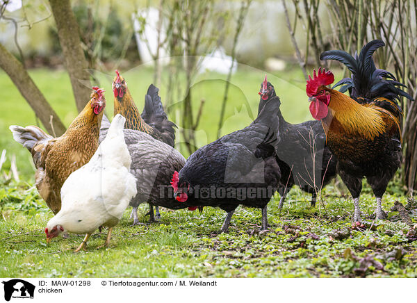 Hhner / chicken / MAW-01298