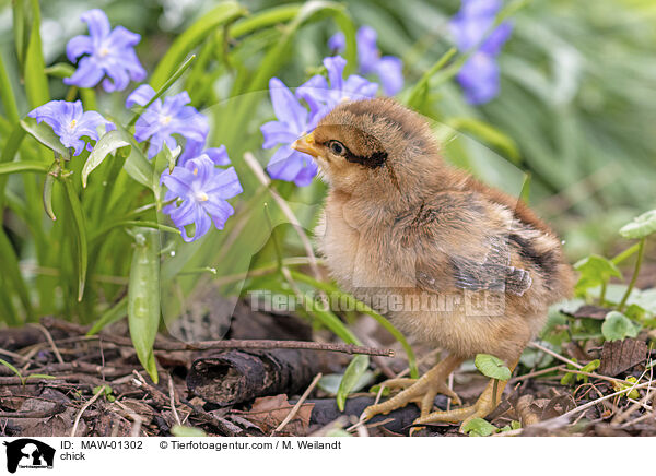 Kken / chick / MAW-01302