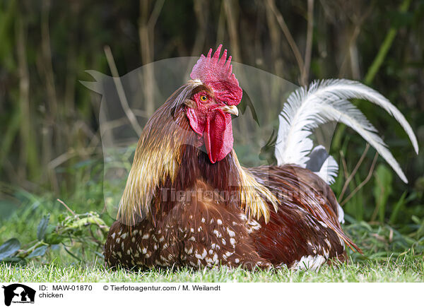 Huhn / chicken / MAW-01870