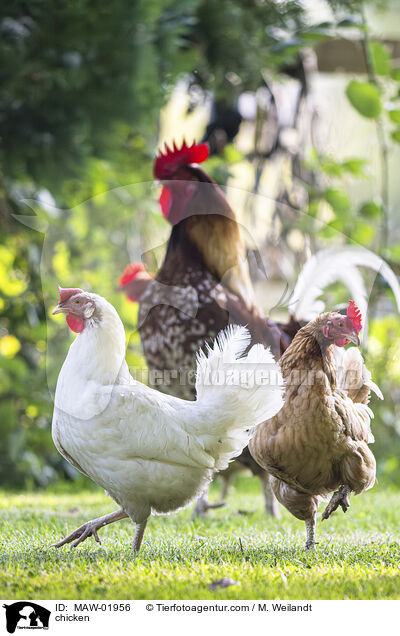 Huhn / chicken / MAW-01956