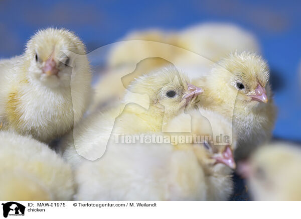 Huhn / chicken / MAW-01975
