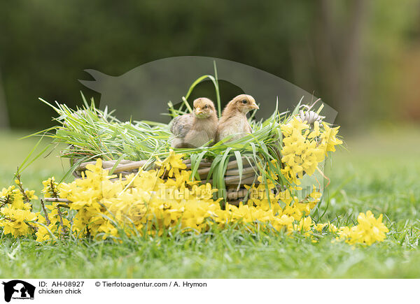Hhnerkken / chicken chick / AH-08927