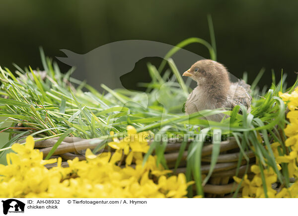 Hhnerkken / chicken chick / AH-08932