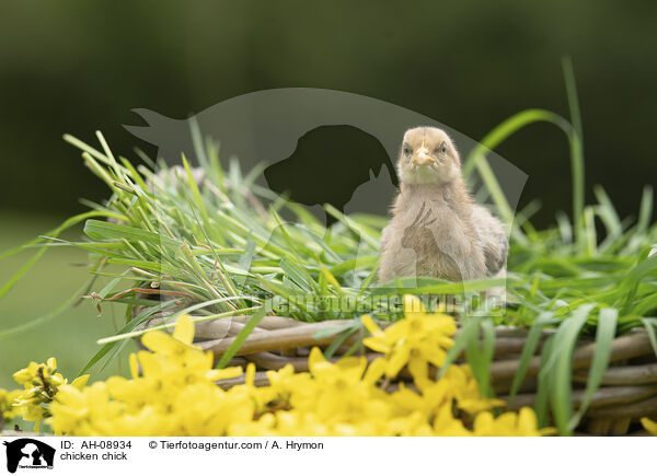 Hhnerkken / chicken chick / AH-08934