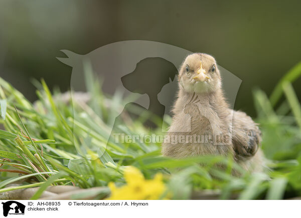 Hühnerküken / chicken chick / AH-08935