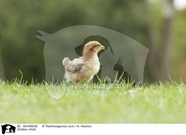 Hhnerkken / chicken chick / AH-08938