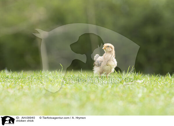 Hhnerkken / chicken chick / AH-08940