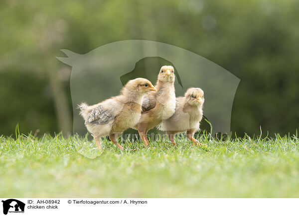 Hhnerkken / chicken chick / AH-08942
