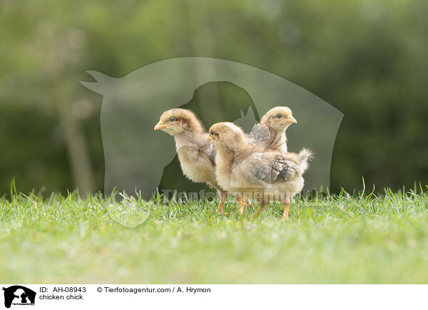 Hhnerkken / chicken chick / AH-08943