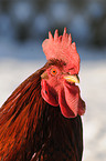 cock