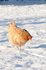 domestic fowl