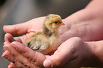 chick